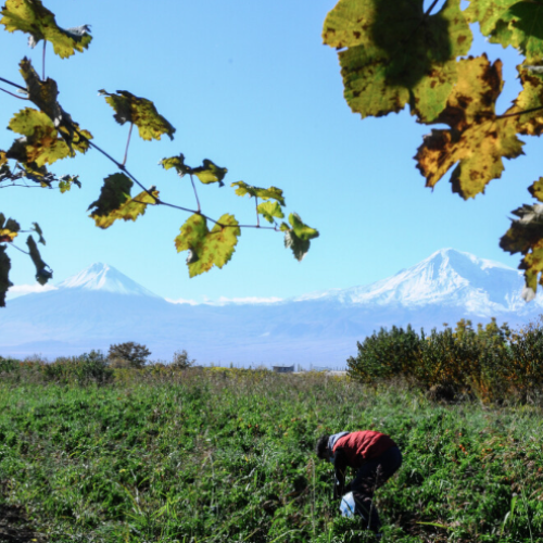 Croissance de 4 % du secteur agricole en Arménie au premier semestre de l’année